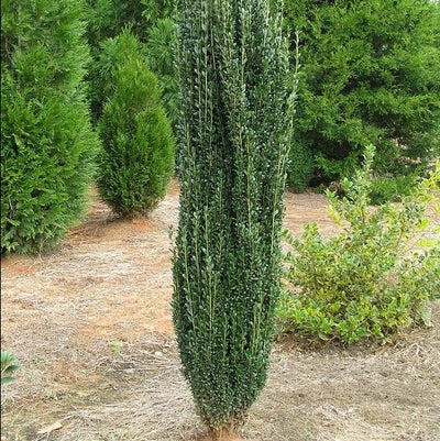 Ilex Sky Pencil - Japanese Holly