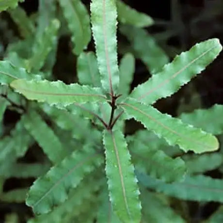Knightia Excelsa ‘Rewarewa’