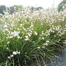 Libertia Formosa - Chilian Iris / Snowy Mermaid