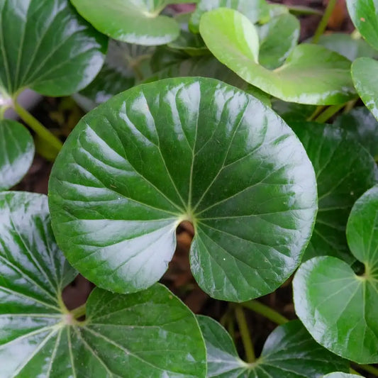 Ligularia Reniformis - Tractor Seat Plant
