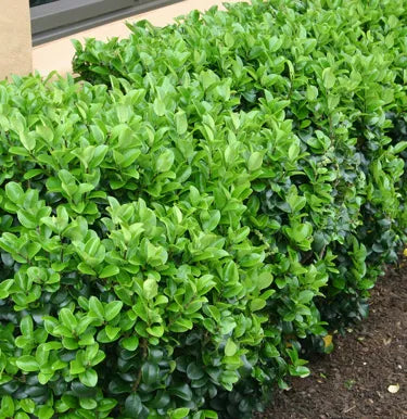 Ligustrum Rotundifoliumc - Japanese Privet