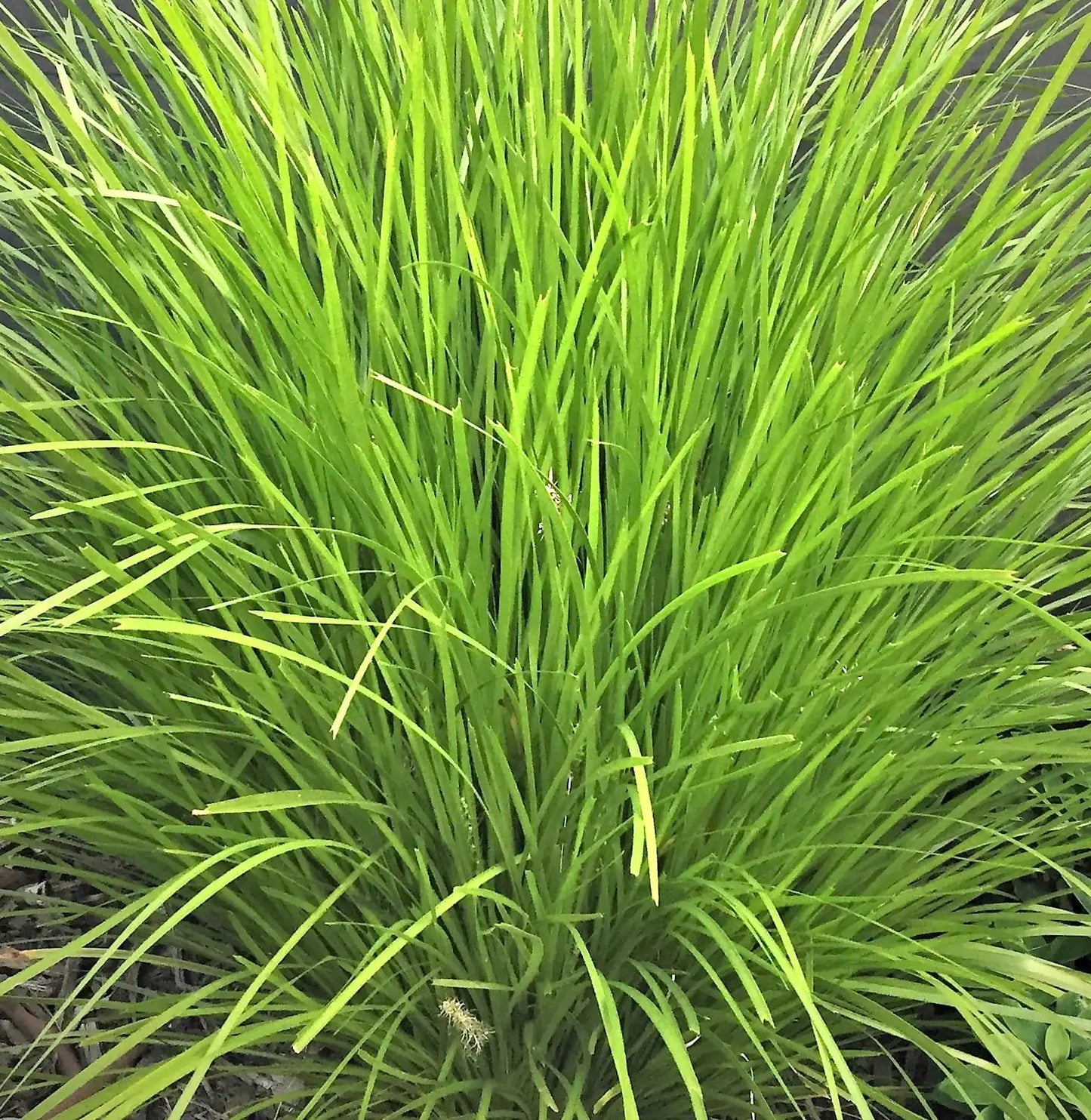 Lomandra ‘Lime Tuff’ - Green Lomandra