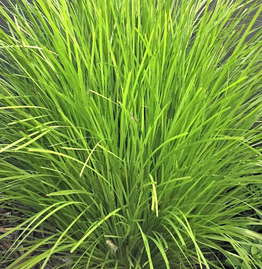 Lomandra ‘Lime Tuff’ - Green Lomandra