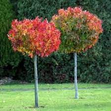 Liquidambar Gumball