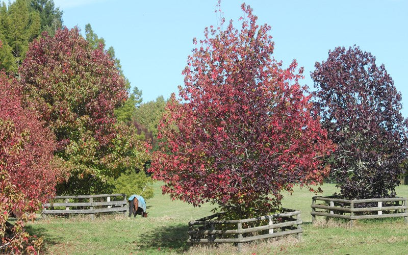 Liquidamber Styraciflua