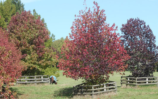 Liquidamber Styraciflua
