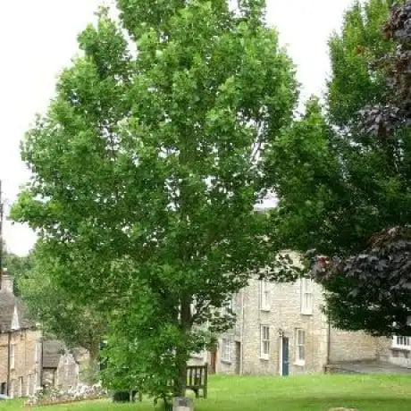Liriodendron Tulipifera - Tulip Tree