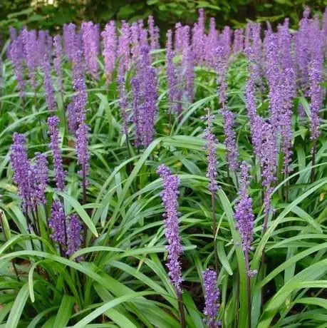 Liriope Muscari ‘Blue Skies’ - Blue-Flowered Liriope