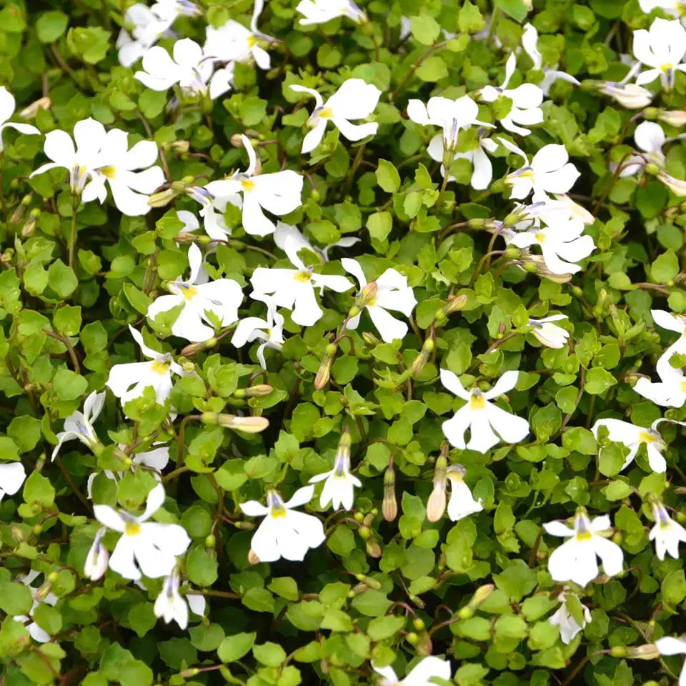 Lobelia (Pratia) Angulata - Panakenake
