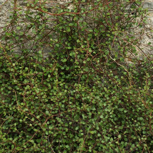 Muehlenbeckia Astonii - Shrubby Tororaro