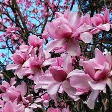 Magnolia ‘Campbellii’ - Magnolia