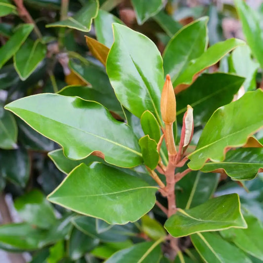 Magnolia ‘Little Gem’