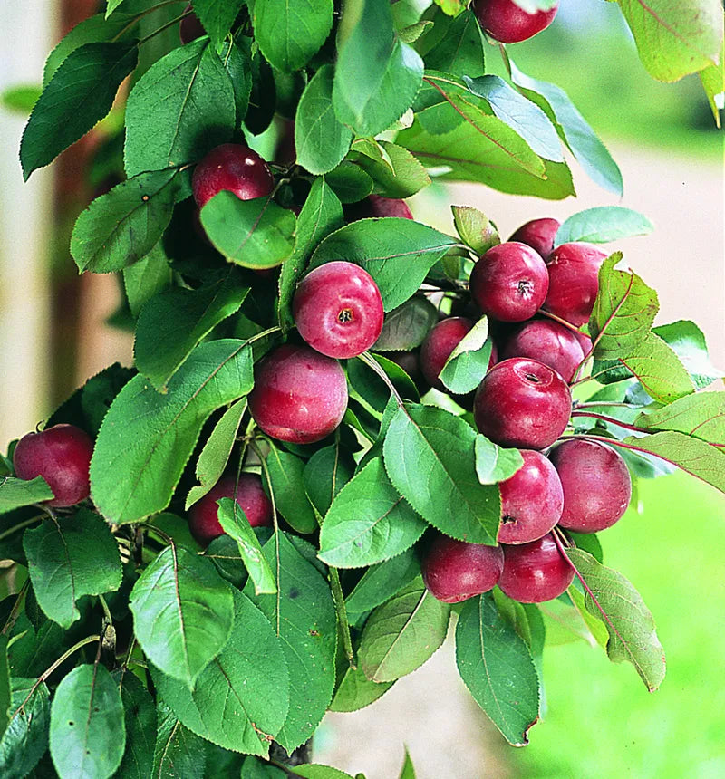 Apple ‘Ballerina Maypole’ - Fruiting Apple
