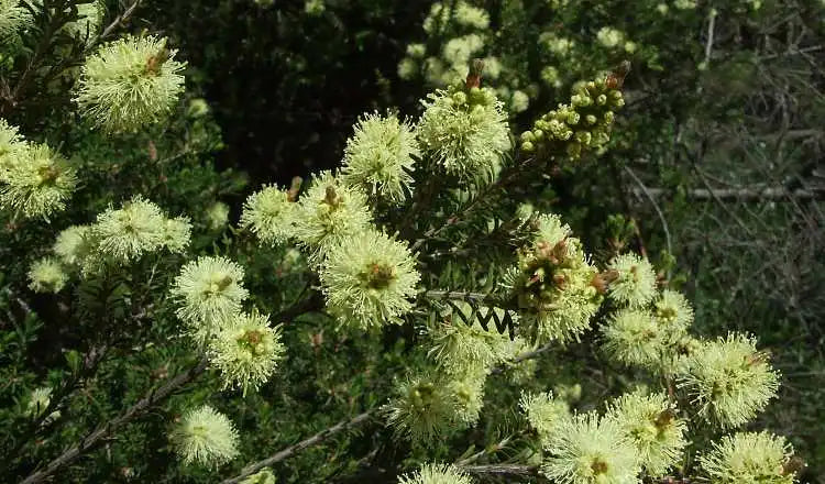 Melaleuca Squarrosa - Scented Paperbark