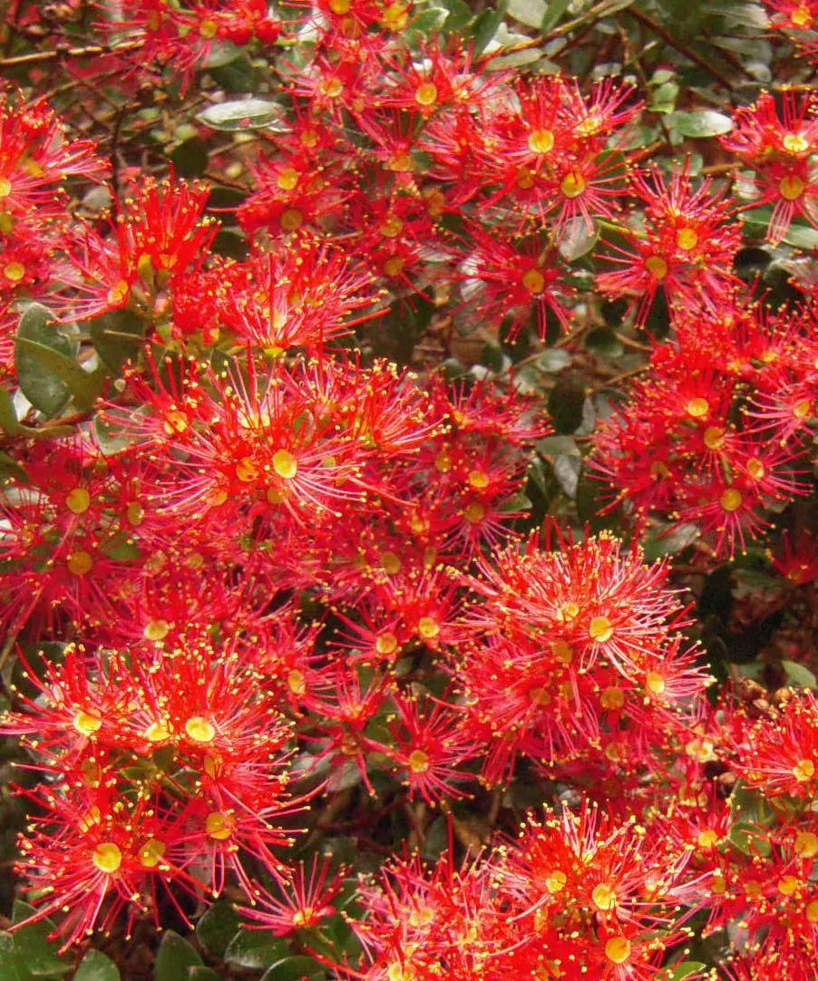 Metrosideros Carminea - Crimson Rata Vine, Carmine Rata and Akakura