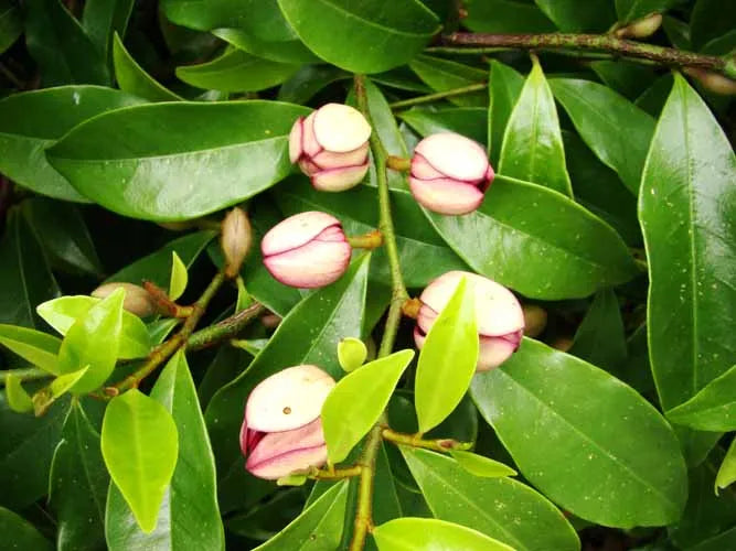 Michelia Figo - Port Wine Magnolia, Banana Magnolia and Banana Shrub