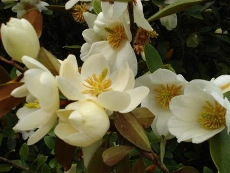 Michelia Velvet & Cream