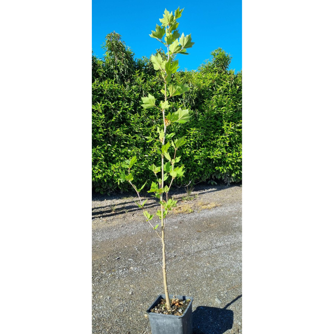 Platanus Acerifolia - Plane Tree