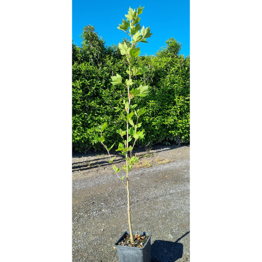 Platanus Acerifolia - Plane Tree