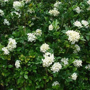 Murraya Paniculata - Orange Jessamine
