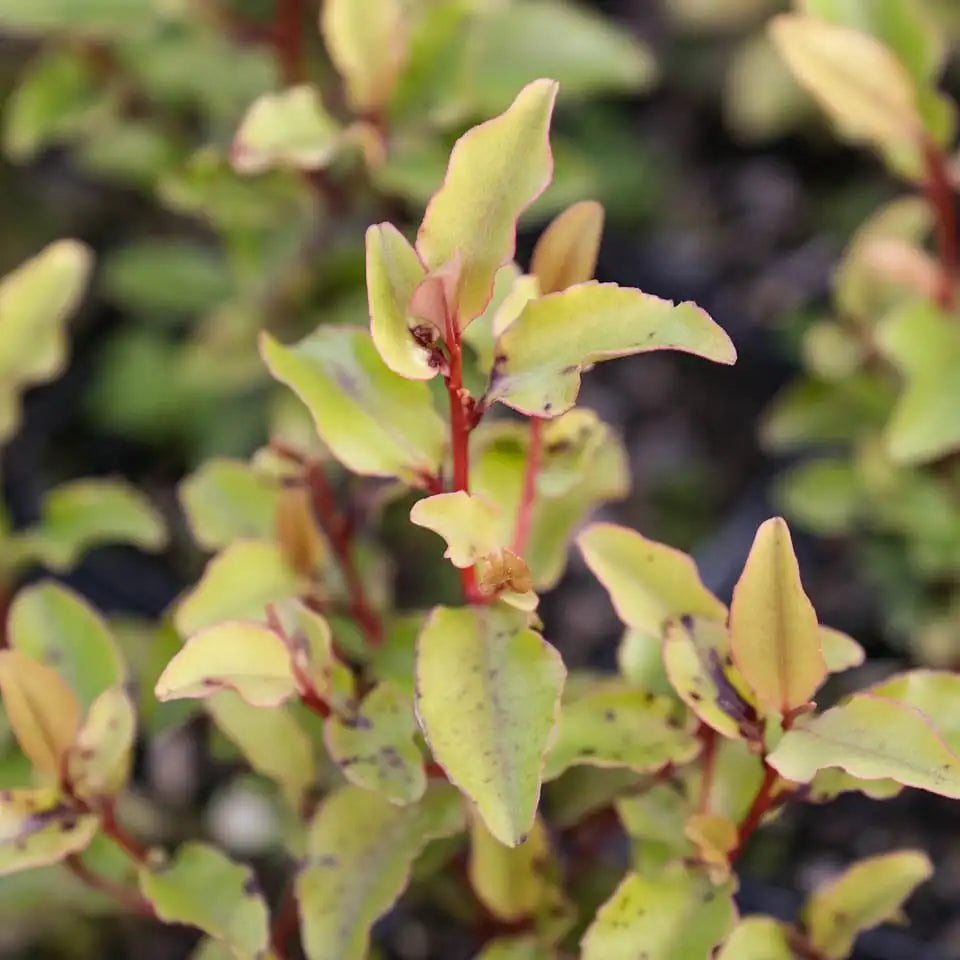 Myrsine Australis - Red Matipo - Mapou