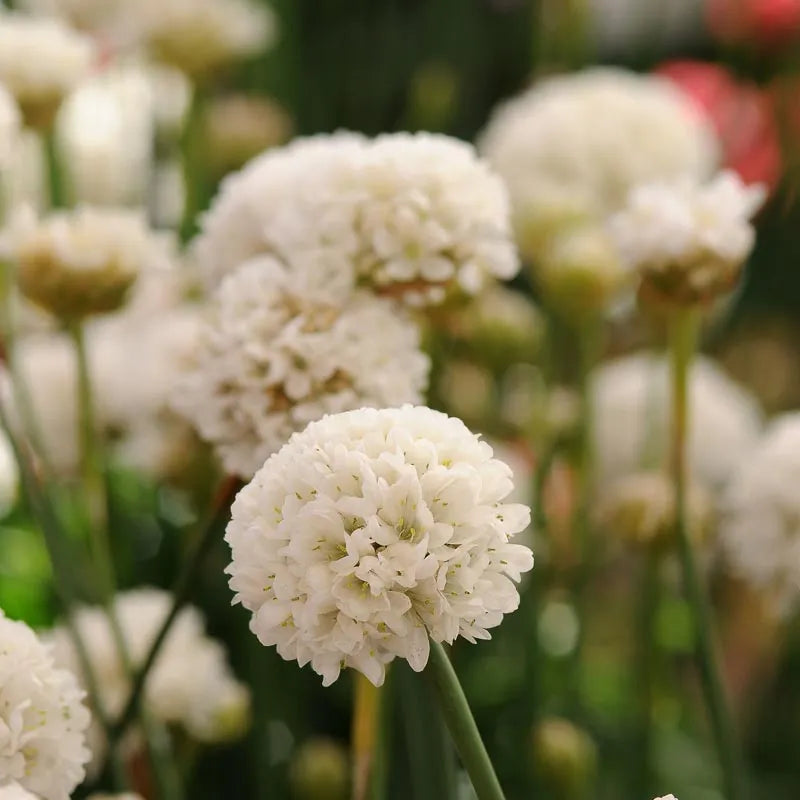 Armeria Ballerina (Pink & White)