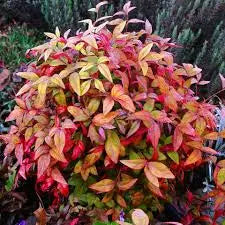 Nandina Firepower - Heavenly Bamboo