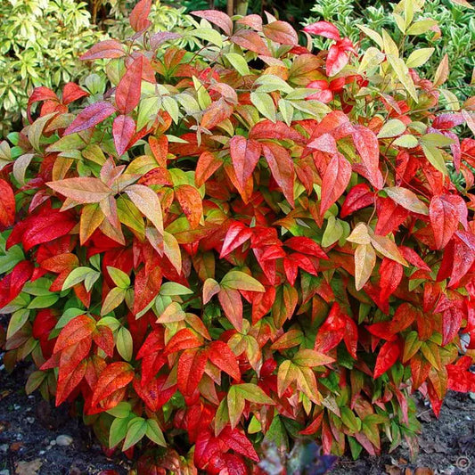 Nandina Pygmaea - Dwarf Japanese Bamboo