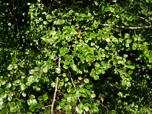 Nothofagus Fusca - Red Beech