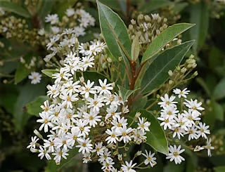 Olearia Cheesemanii - Daisy Bush