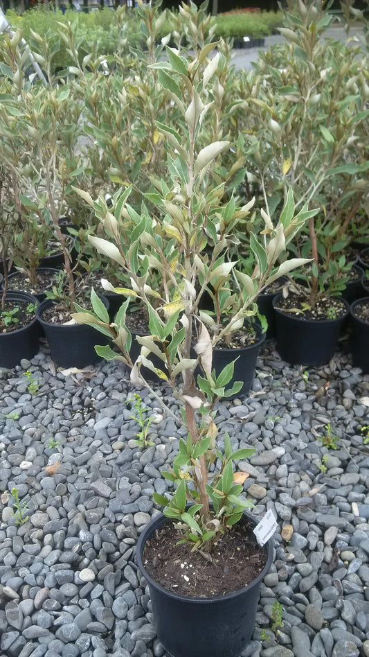 Olearia Cheesemanii - Daisy Bush