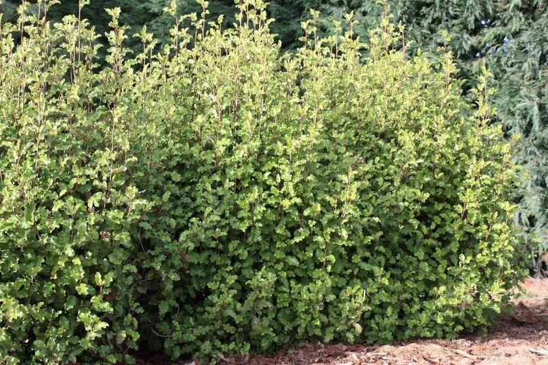 Olearia Paniculata - Akiraho - Golden Ake Ake