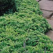 Pachysandra Terminalis - Japanese Spurge