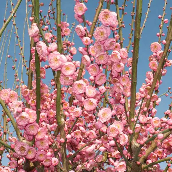 Prunus ‘Peggy Clarke’ - Japanese Apricot