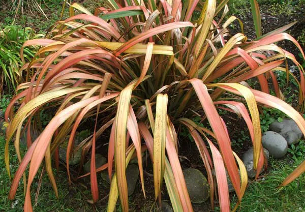 Formium Jester Phormium ‘Jester’ - Ornamental Flax – Midland Horticulture