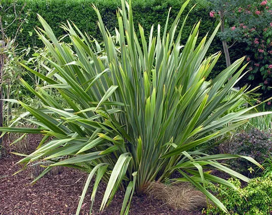 Phormium ‘Tenax’ - Ornamental Flax