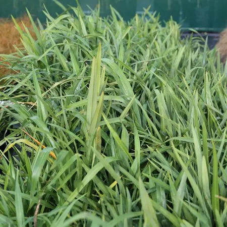 Phormium ‘Emerald Gem’ - Dwarf Mountain Flax