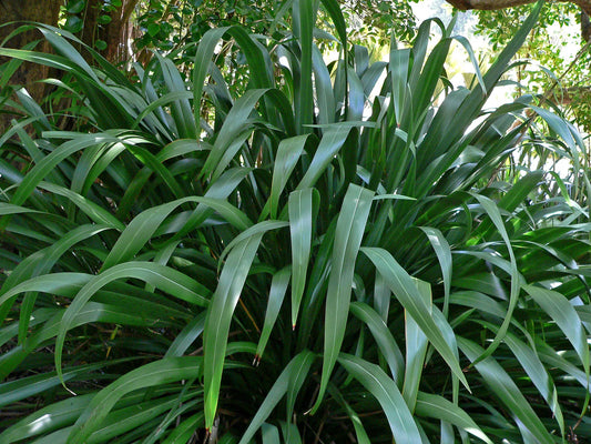 Phormium Cookianum - Wharariki / Mountain Flax