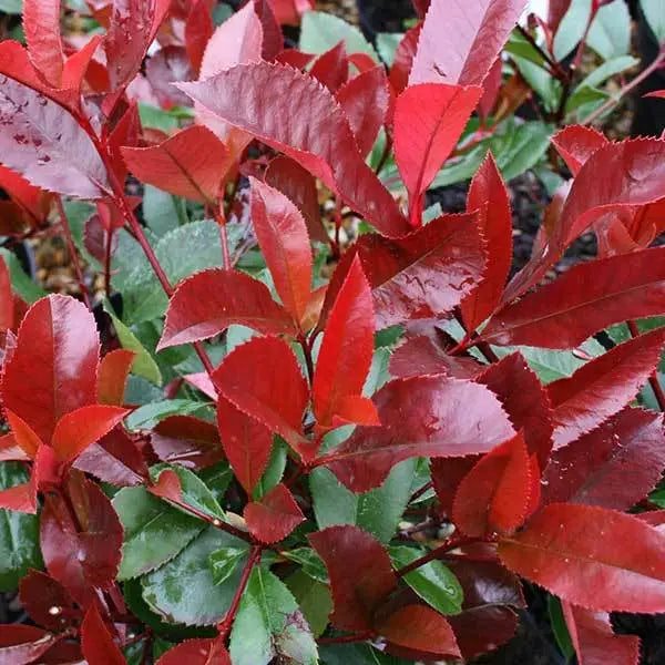 Photinia ‘Red Robin’