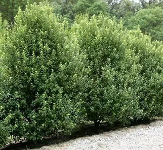 Pittosporum Tenuifolium