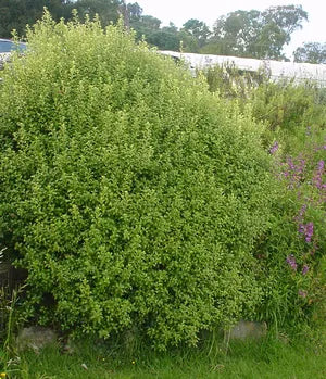 Pittosporum Tenuifolium ‘Mountain Green’