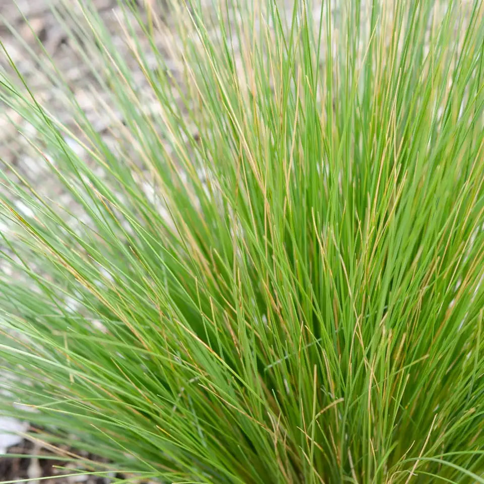 Poa Cita - Silver Tussock