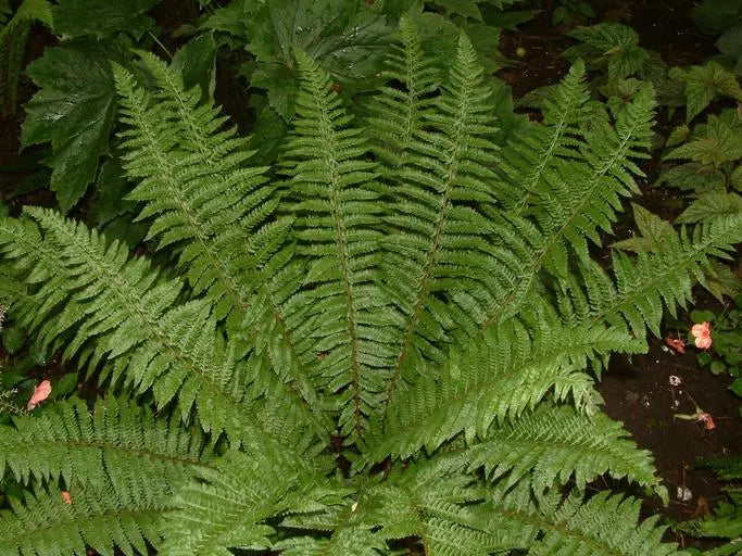 Polystichum Braunii - Holly Fern