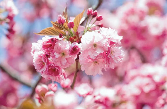 Prunus ‘Kanzan’ - Japanese Cherry
