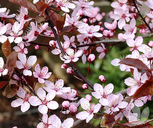 Prunus Nigra - Purple Leaf Cherry Plum