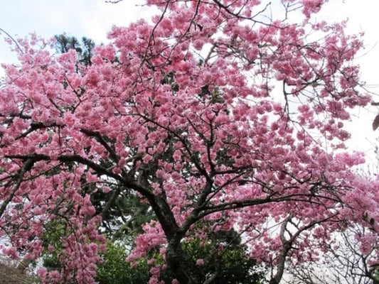 Prunus ‘Pink Cloud’ - Taiwan Cherry