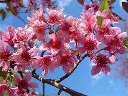 Prunus ‘Puddum’ - Himalayan Cherry Tree