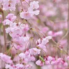 Prunus Subhirtella ‘Pendula Rosea’ - Higan Cherry, Rosebud Cherry