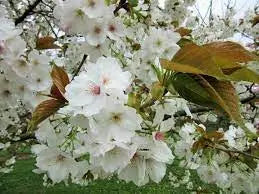 Prunus ‘Ukon’ - Japanese Cherry