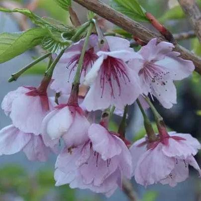 Prunus ‘Te Mara’ - Yoshino Cherry